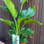 Strelícia natalská (Strelitzia Nikolai) - výška 60-70 cm, kont. C3L